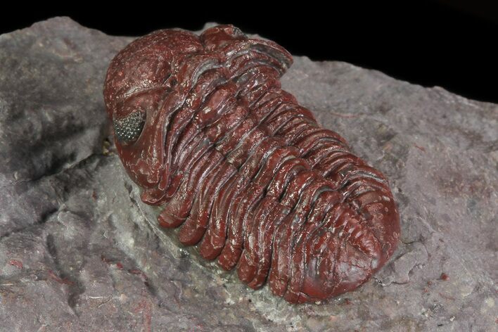 Red Barrandeops Trilobite - Hmar Laghdad, Morocco #69738